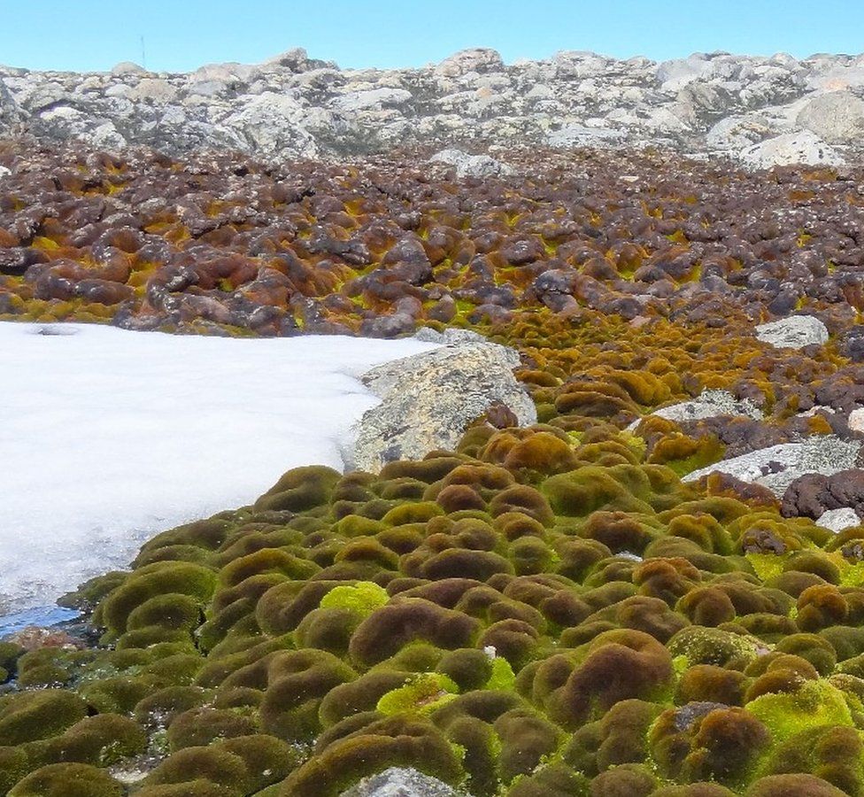 Moss beds near Casey Station in East Antarctica (c) University of Wollongong