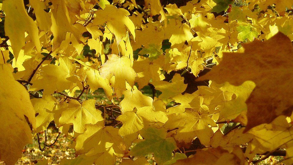 Sugar maple leaves (Image: BBC)