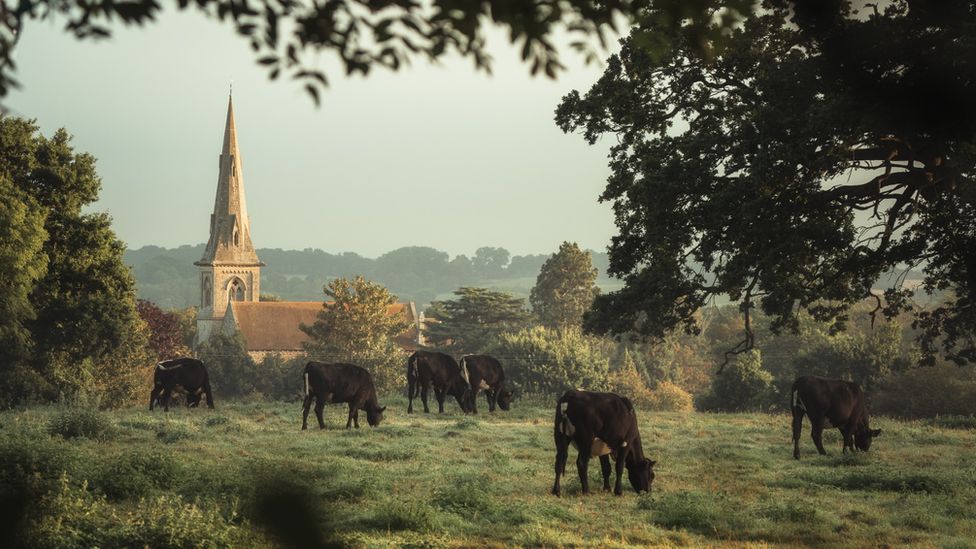 Cows in the landscape with a church in the distance