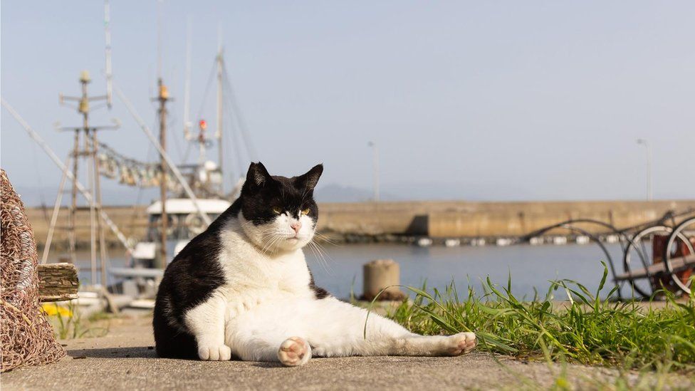 Image shows cat sat by a dockside