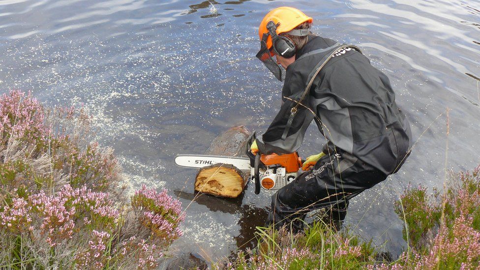 Cutting trees in Cairngorms