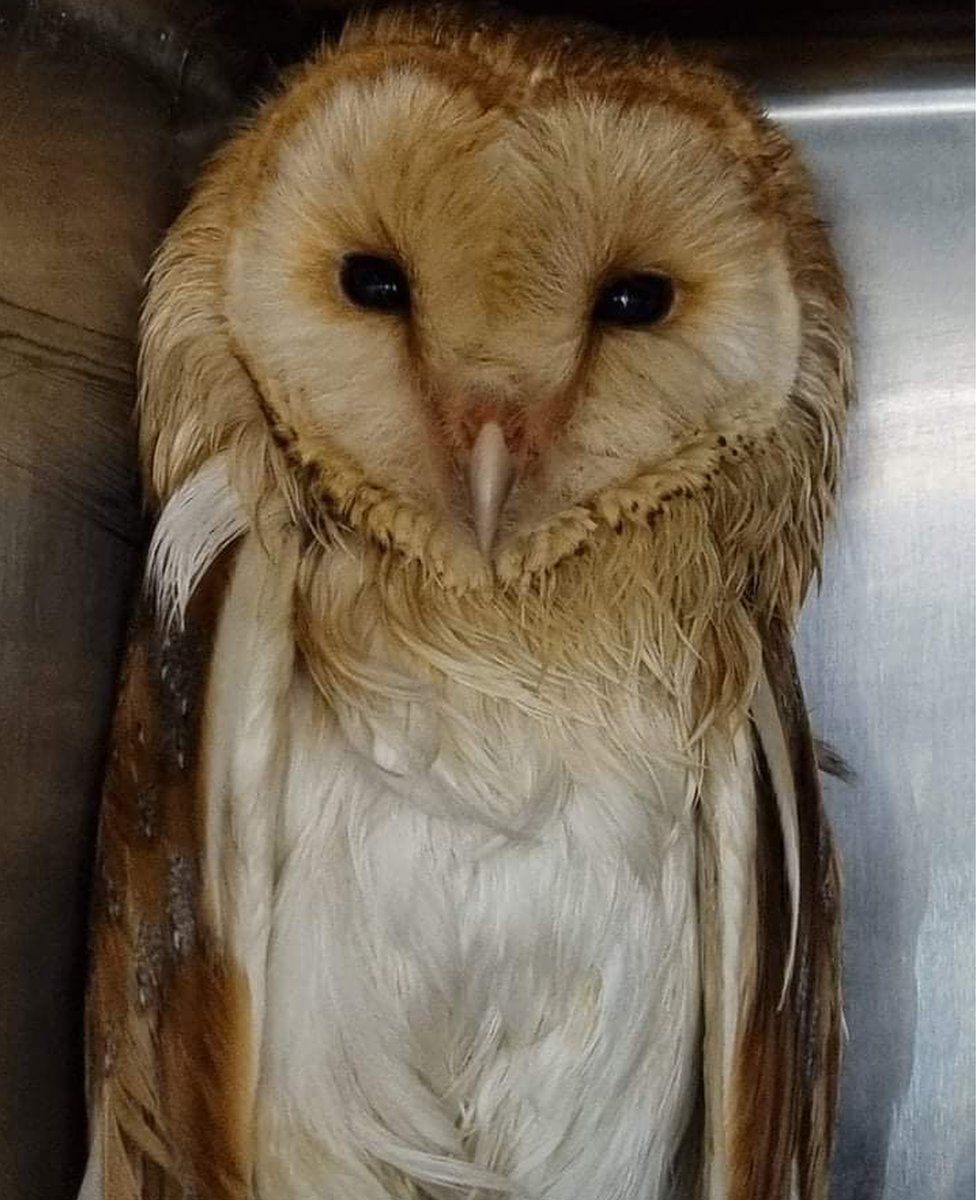 Barn owl after being cleaned