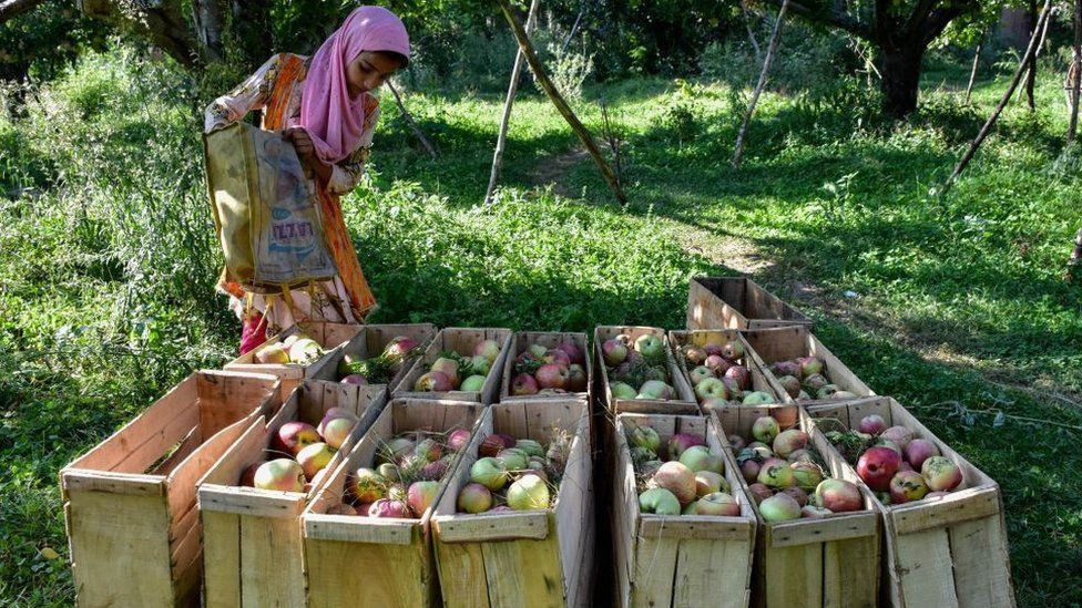 SRINAGAR, INDIA - 2022/09/09: A girl sorts fresh apples at an orchard during harvesting season on the outskirts of Srinagar, Kashmir. Farmers across Kashmir valley start harvesting different varieties of apples and the season lasts until mid-November.