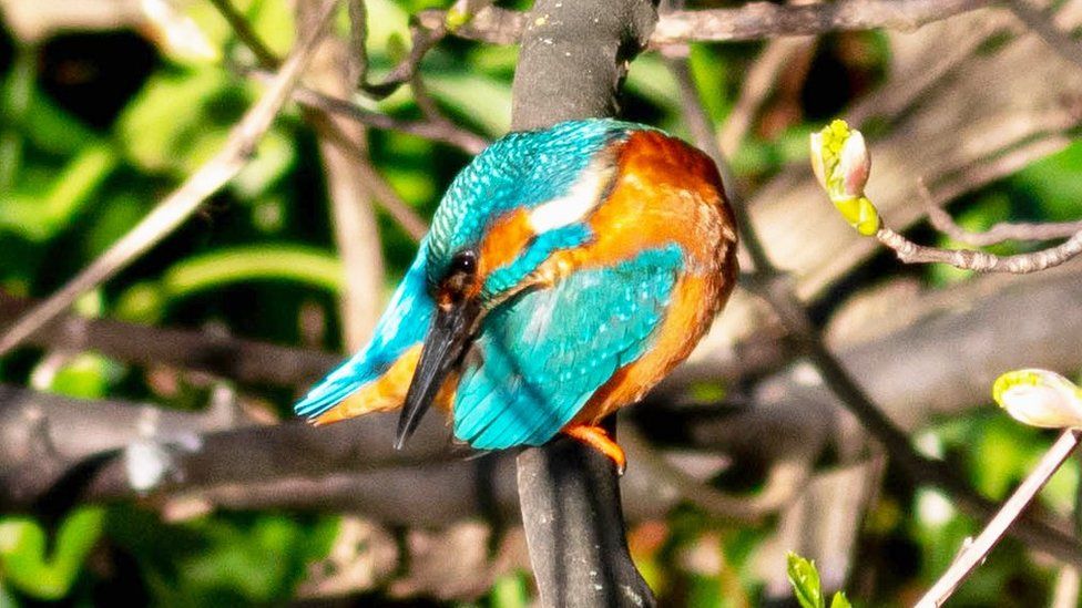 Kingfisher on the Water of Leith