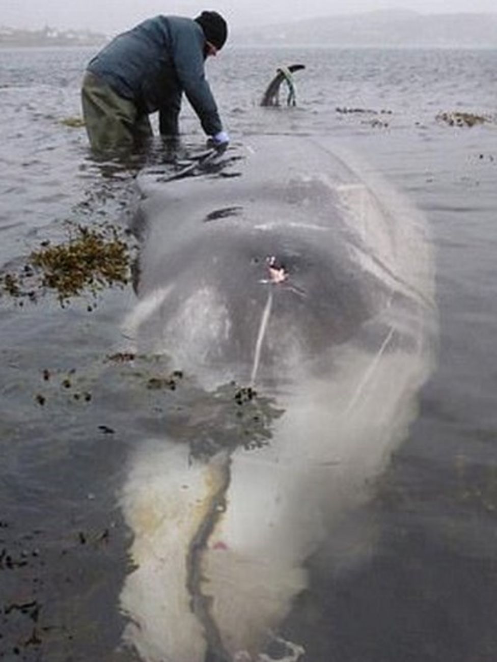 Plastic Bags Found Inside Whale After Stranding On Skye Bbc News