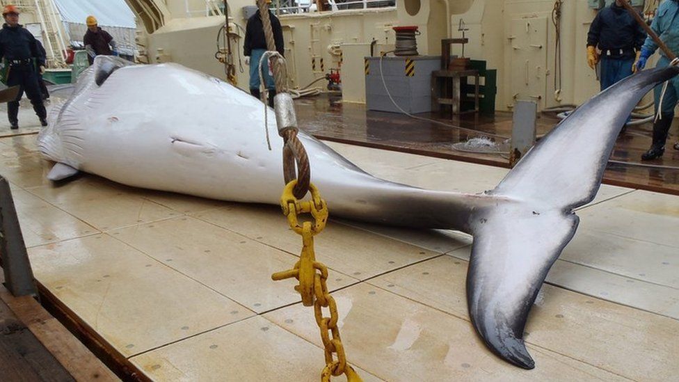 A minke whale on the deck of a whaling ship in the Antarctic Ocean