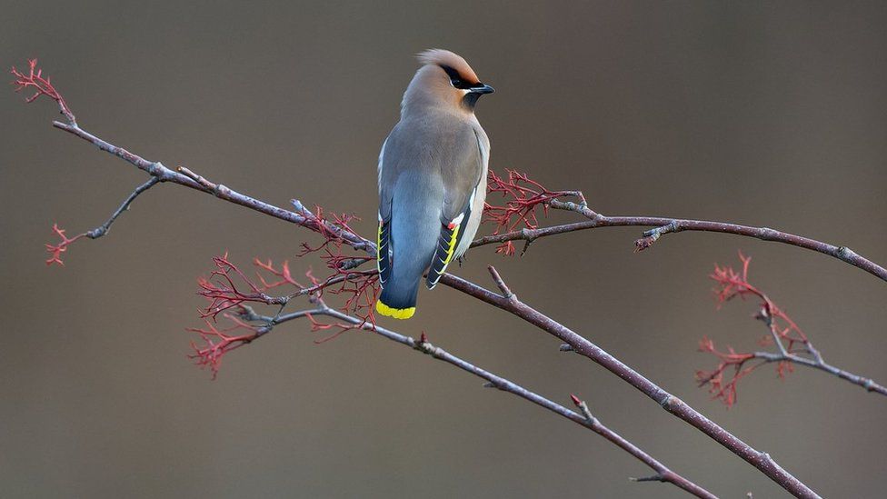 Waxwing on a branch