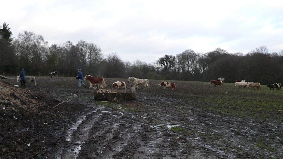 Animals being rescued in 2008 from Amersham, Buckinghamshire