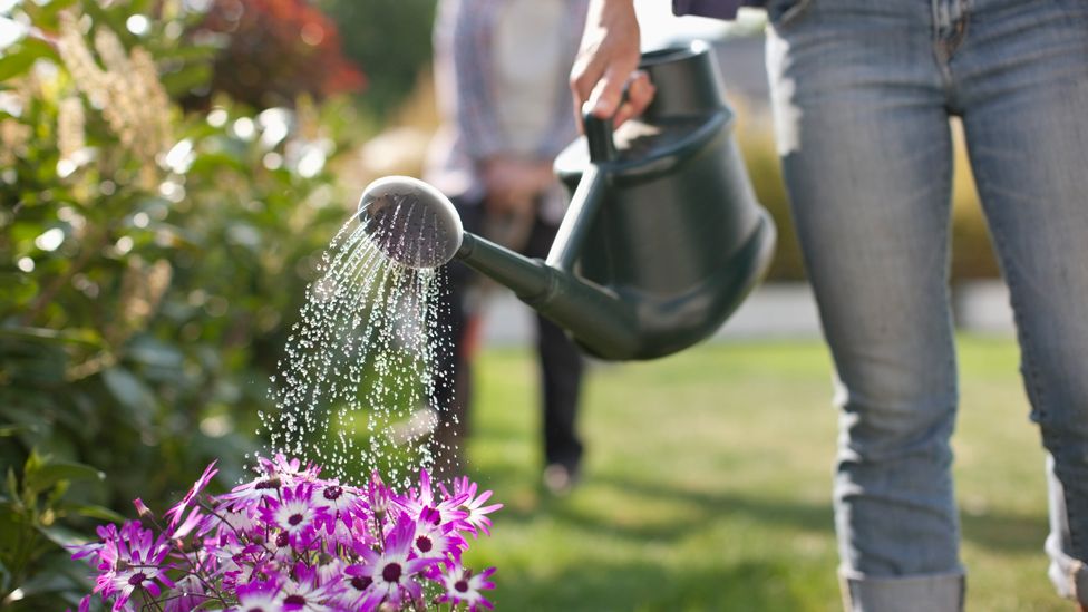 woman watering the garden