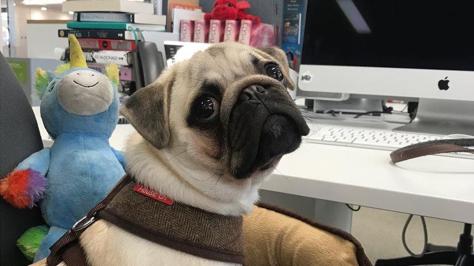 A pug looks utterly adorable sat in a computer chair beside a desk. The desk is full of books and has an Apple computer. Beside the dog is a stuffed blue unicorn toy. The dog does not give off the impression that he knows how to use a computer.