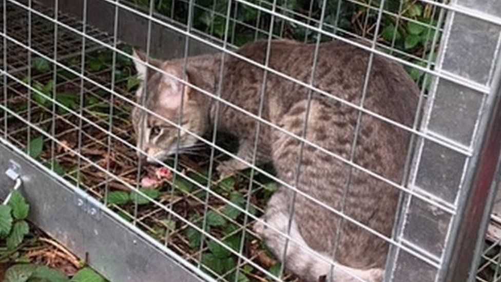 Savannah cat in cage