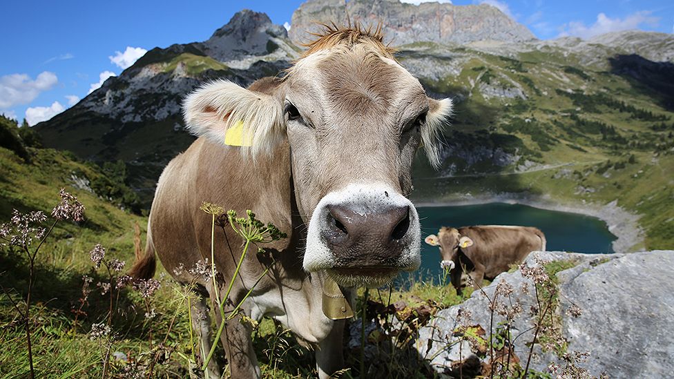 Cowbell campaigner denied Swiss passport by locals for being too