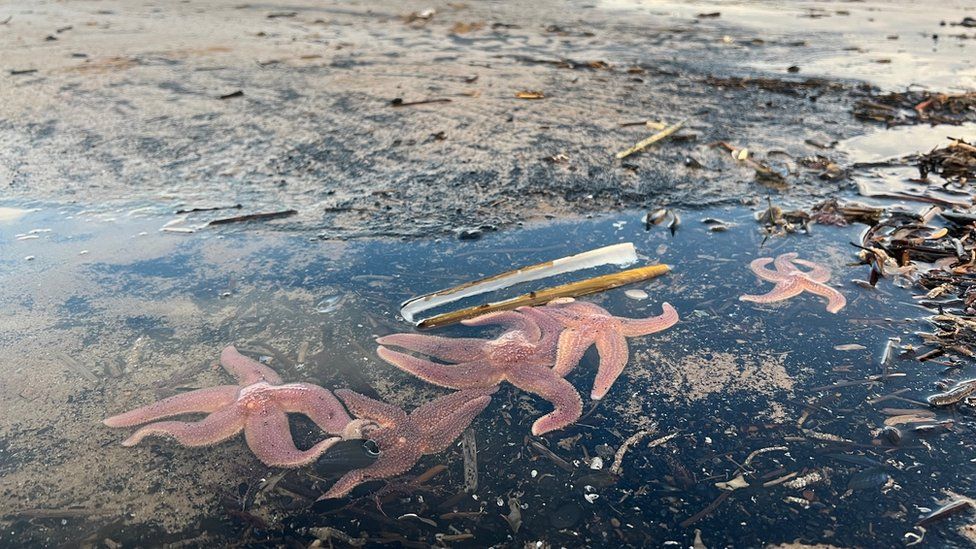 Dead starfish washed up on Saltburn beach