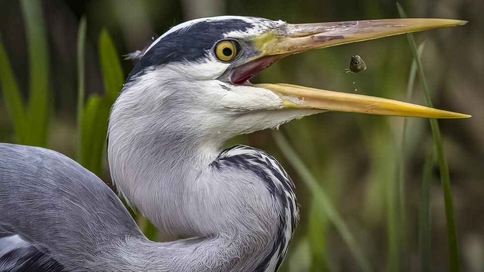 A profile of a heron caught just before its beak snaps up a fish that seems like it is suspended in air between its mouth