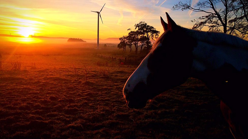 Horse