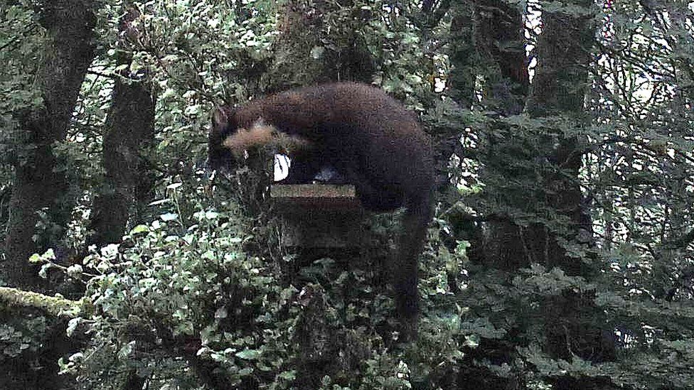 First Kielder Forest Sighting Of Pine Marten Bbc News