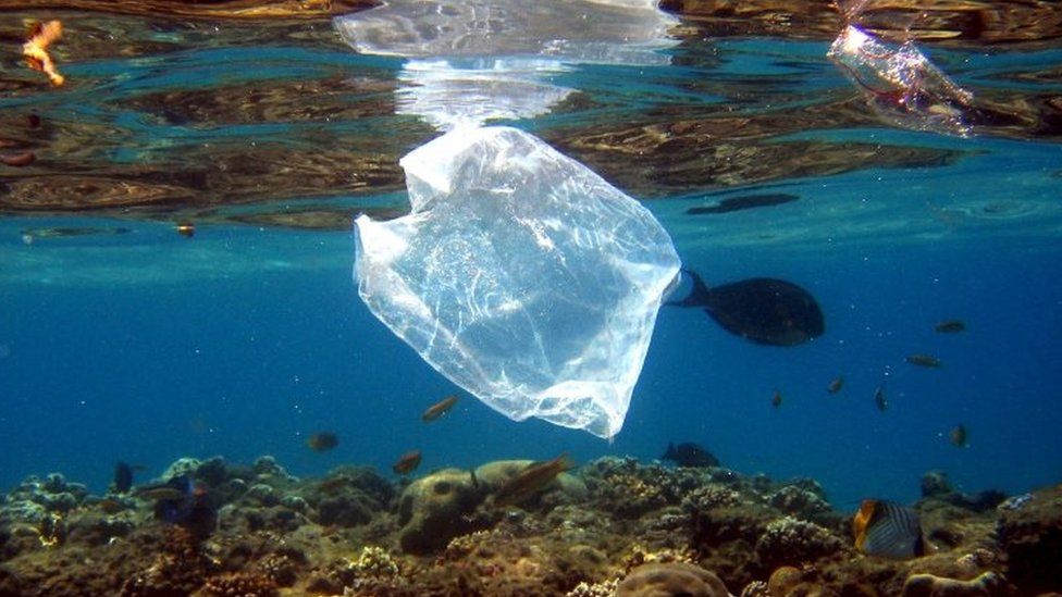 Fish swim near a plastic bag in Egypt's Red Sea