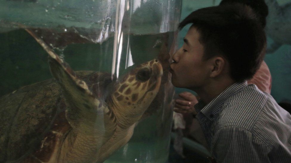 A North Korean man kisses a turtle through the glass of its tank at the newly opened Pyongyang Central Zoo in Pyongyang, North Korea, Tuesday, Aug. 23, 2016.