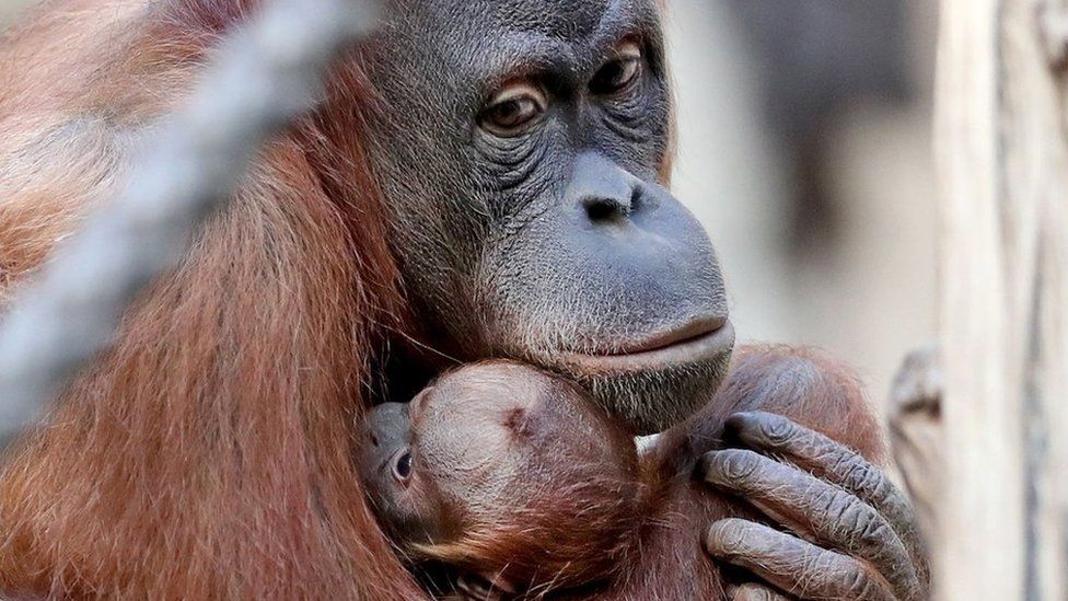 close up of orangutan and child