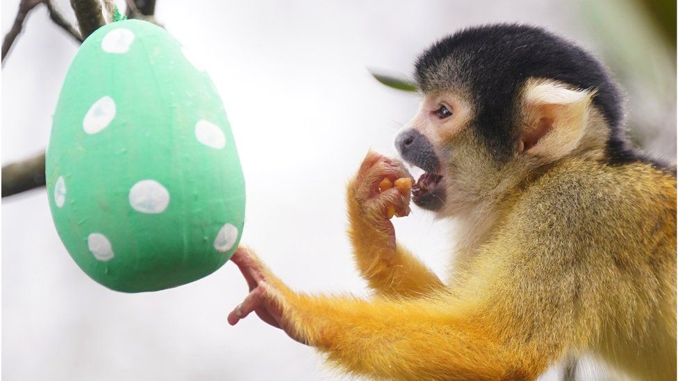 A Bolivian black-capped squirrel monkey eats from an Easter egg