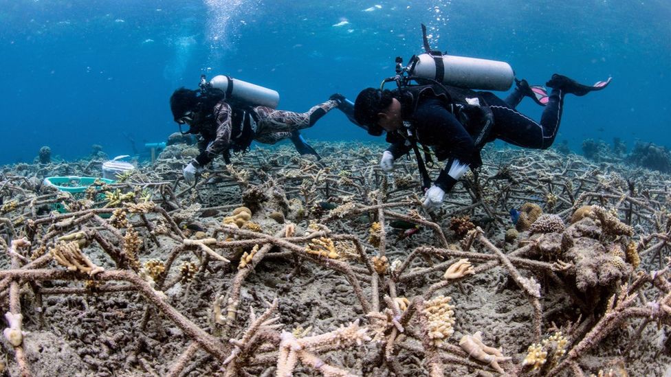 Восстановление рифов в действии