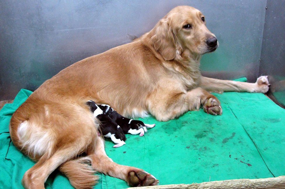 Dos beagles clonados con su madre sustituta en una instalación de clonación en Corea del Sur