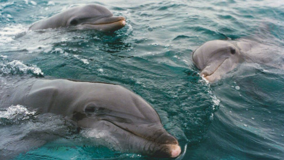 Clearwater Marine Aquarium welcomes new dolphin unable to live in the wild  due to illegal human interaction