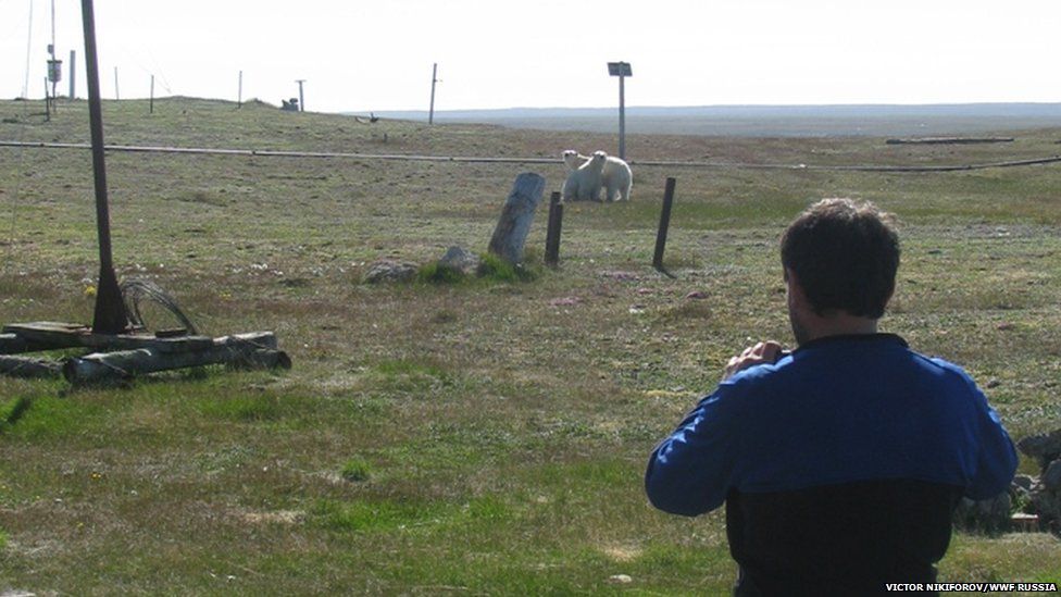 A scientist looks on at two polar bears in northern Russia