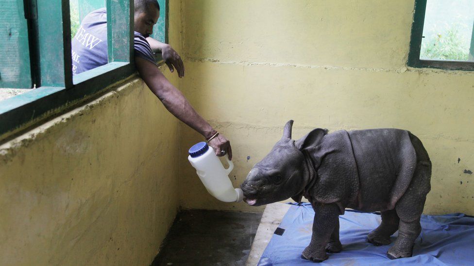 rescued rhino drinks milk