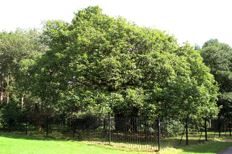 Allerton Oak