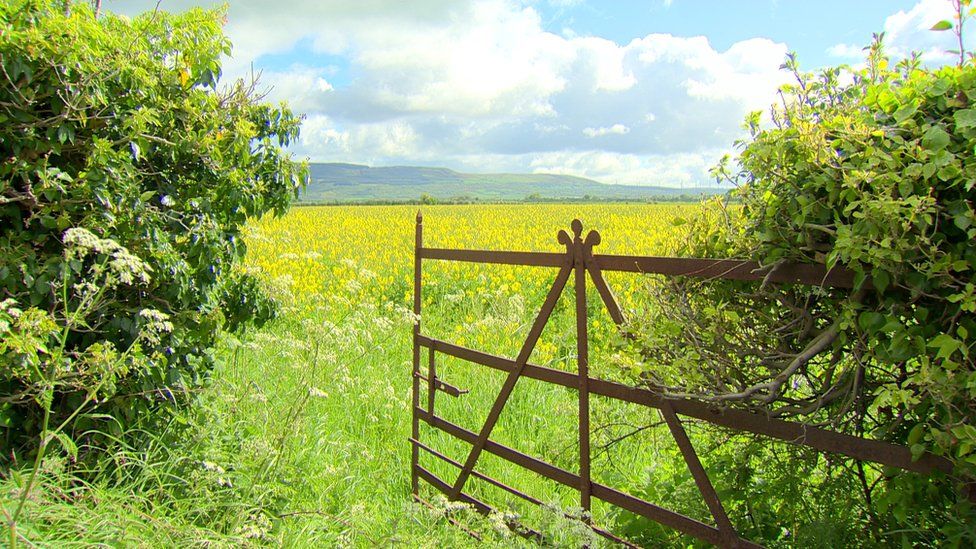 A gate opening to a field of rapeseed in County Londonderry