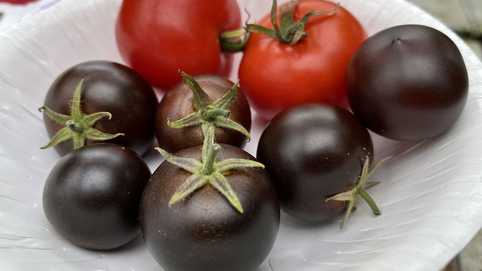 Genetically modified purple tomatoes