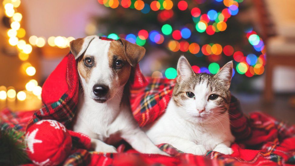 unusual-christmas-dinners-bbc-newsround
