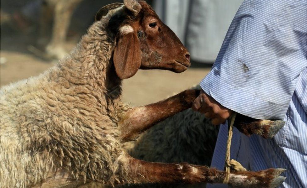 A vendor carries a sold sheep to the customer's car, ahead of the Muslim festival of sacrifice Eid al-Adha, in Giza, on the outskirts of Cairo,, Egypt August 9, 2018.