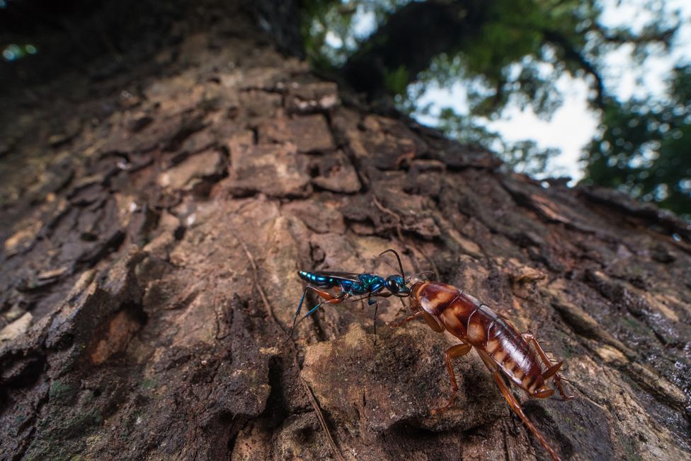 A jewel wasp attacking a cockroach.