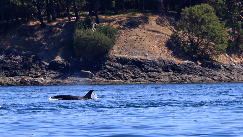 An older female orca leads the way with her pod trailing behind