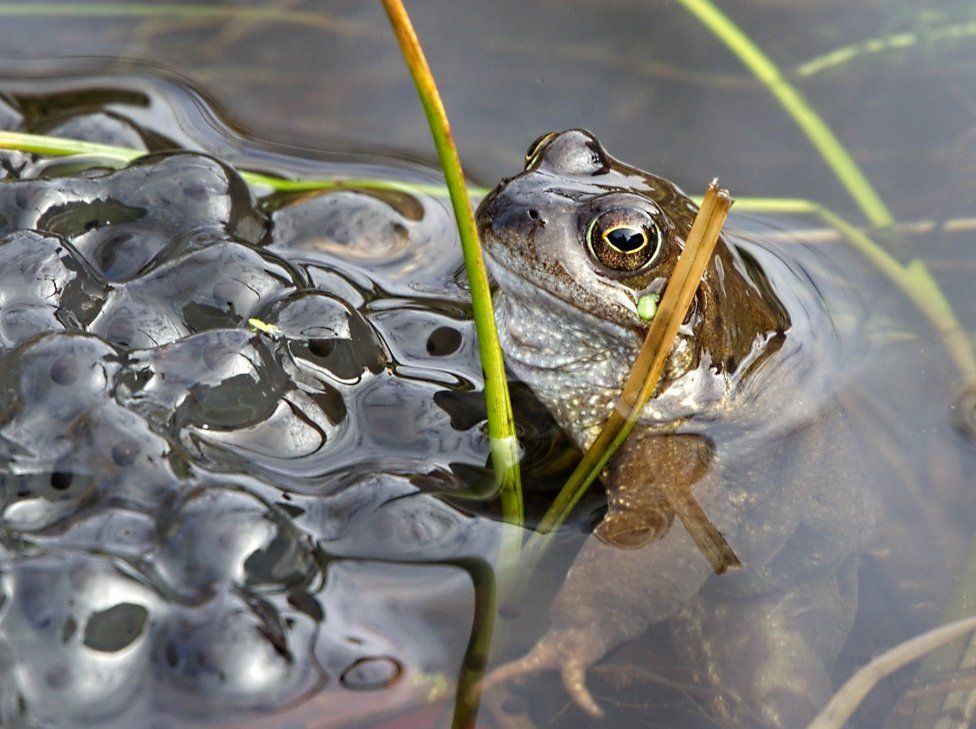 Frog in garden pond