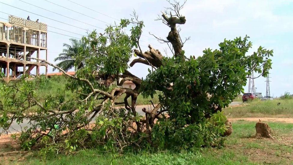 A kola tree cut down in Ghana