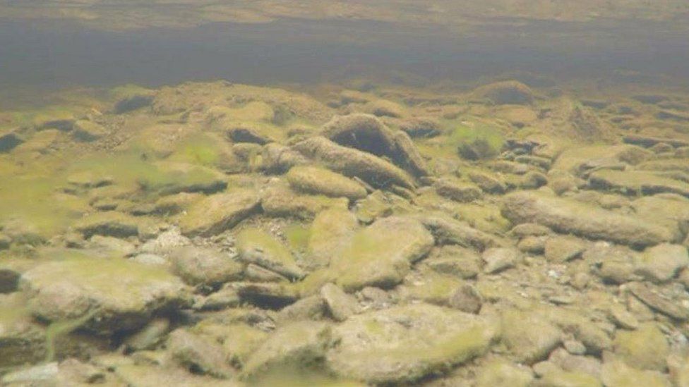 Carmarthenshire Rivers Trust on acid river project success - BBC News