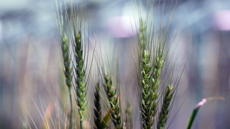 Wheat at John Innes Centre