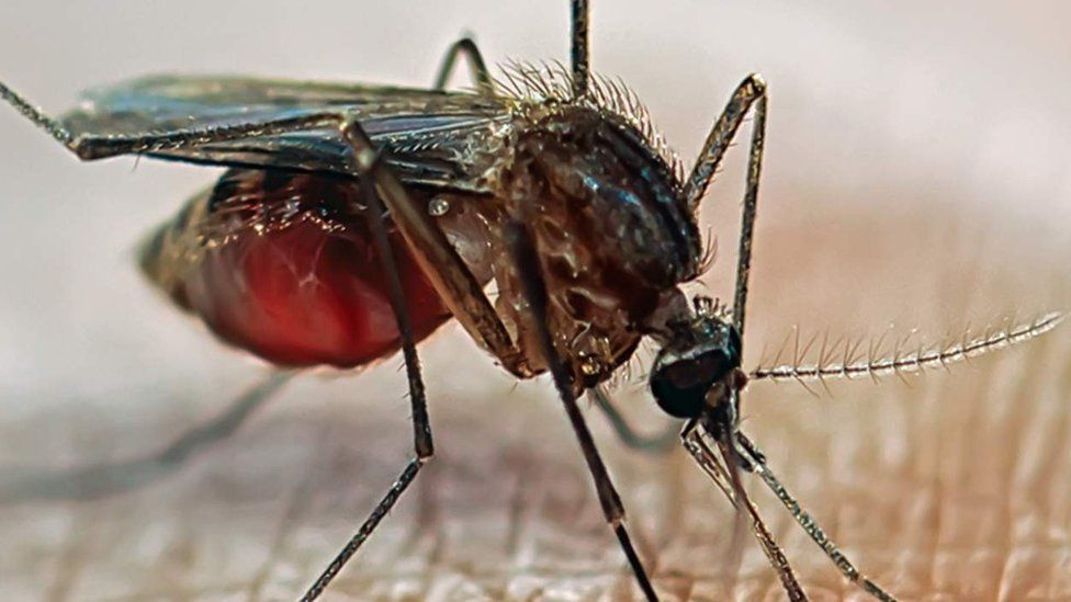 Mosquito de la malaria en la piel