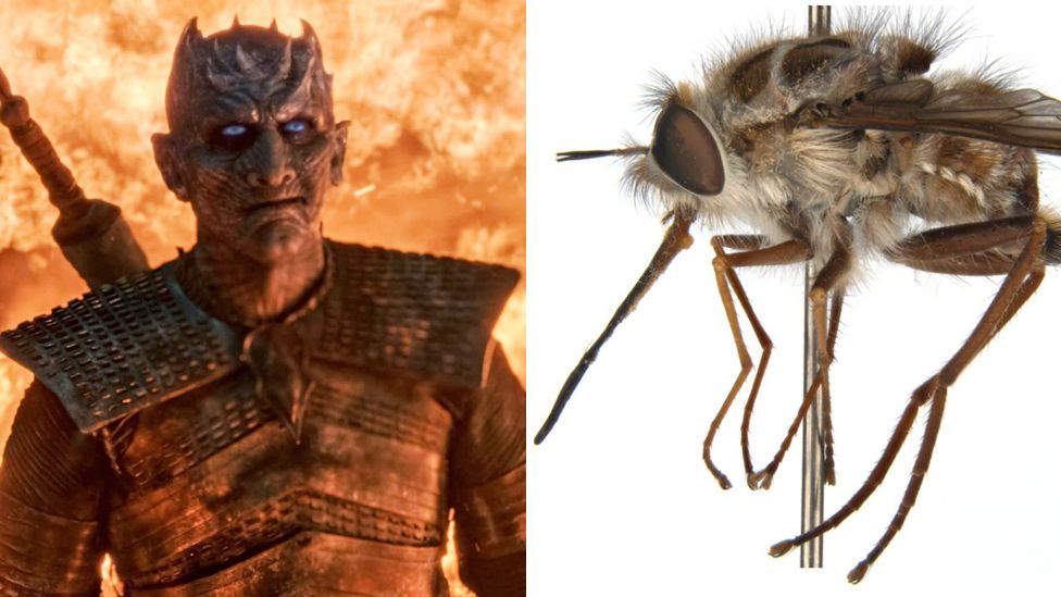 The Night King is pictured next to the newly-named Paramonovius nightking bee fly