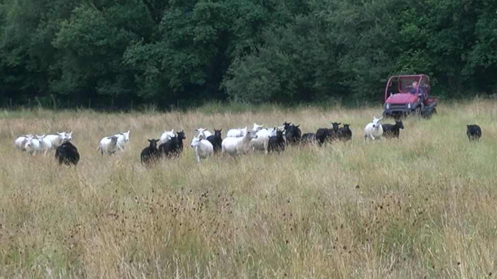 Sheep in a field owned by farmers Geoff and Sue Freeman
