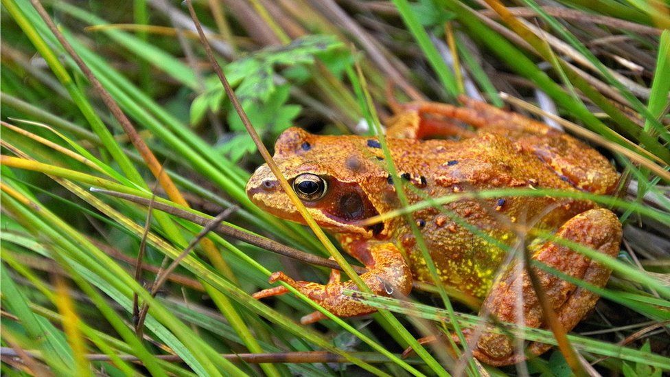 This bonnie wee Frog was in Glen Lyon near Bridge of Balgie on Monday. Eric Niven, Dundee