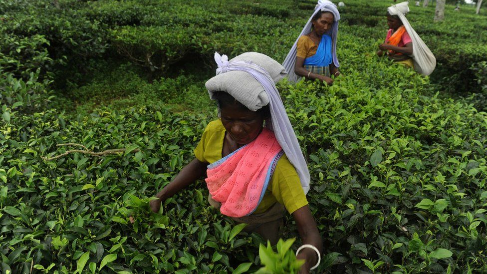 Tea workers in India
