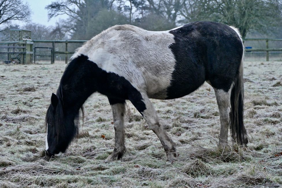 A horse feeds in a frosty field in Dunsden, Oxfordshire, on 15 January 2021