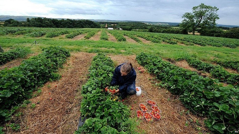 Fruit picker in Northumberland