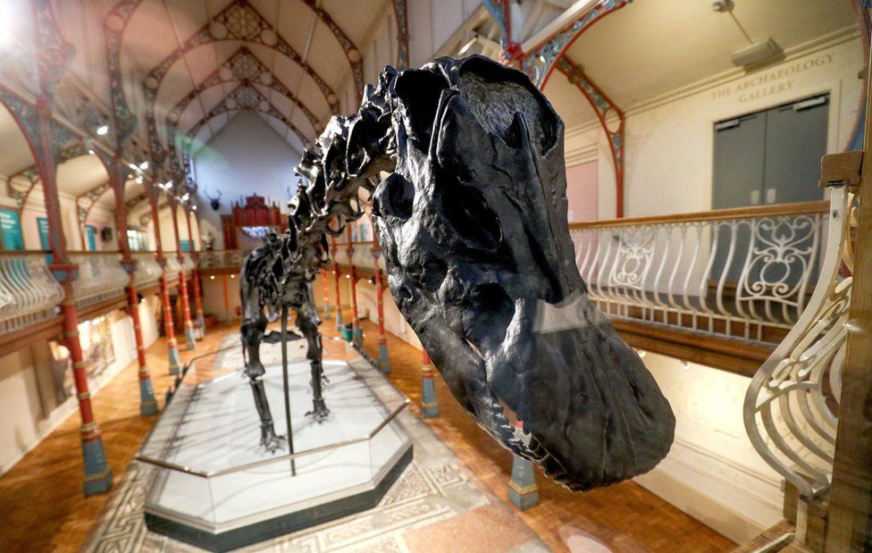 Dippy at Dorset County Museum in Dorchester