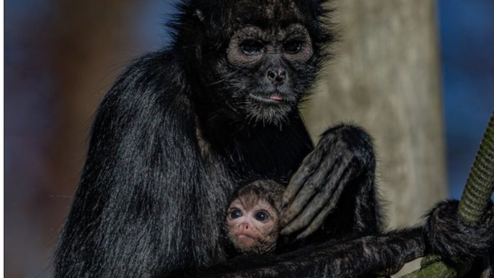 Spider monkey and baby