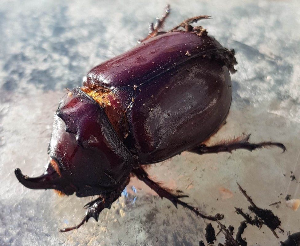 European Rhinoceros Beetle found in County Durham fruit tree - BBC News